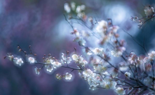 白居易花非花表达了什么感情