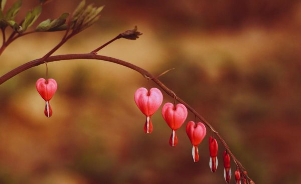 白居易花非花表达了什么感情