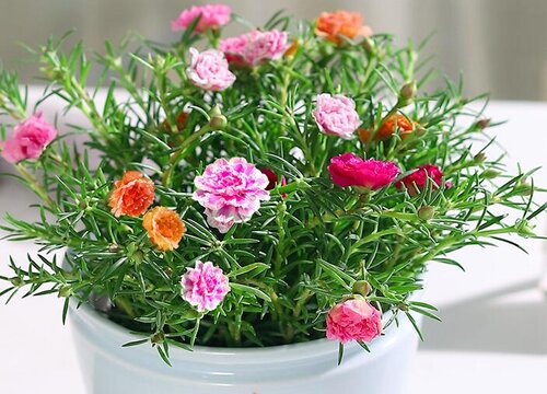 有什么花的花语是希望