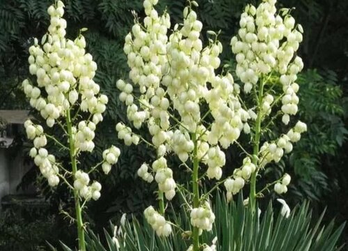 有什么花的花语是希望