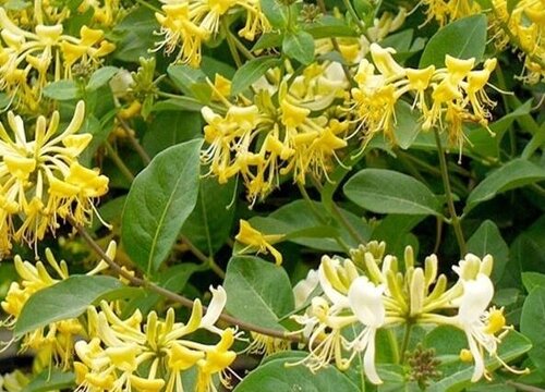 金银花和山银花的区别