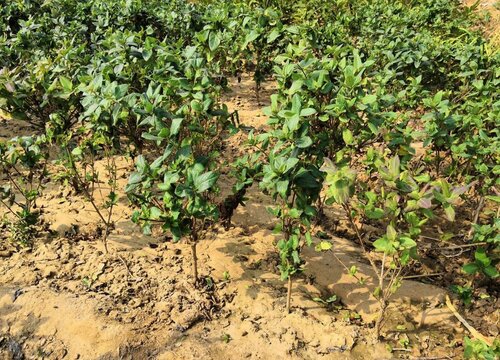 金银花和山银花的区别