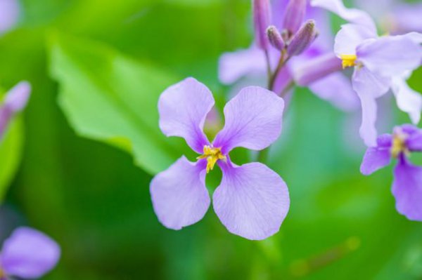 十二星座杀伤力排名表