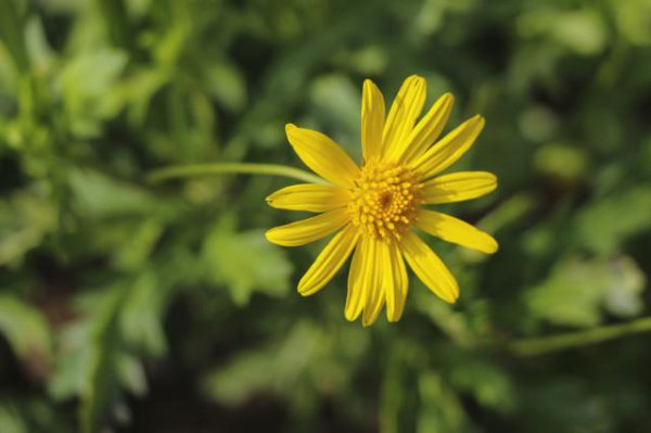 十二星座杀伤力排名表