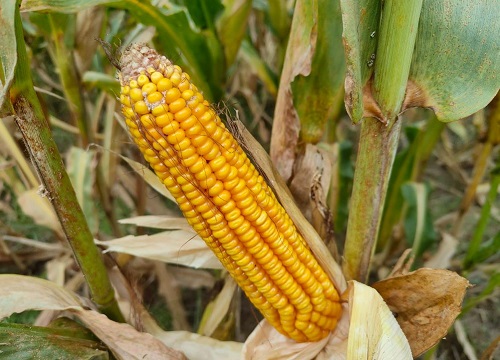 富民985玉米种子简介