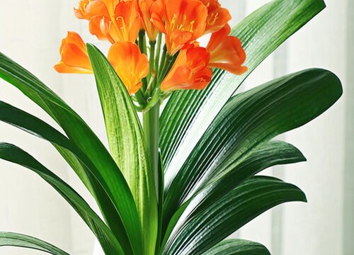 夏天怎么养君子兰降低致死率