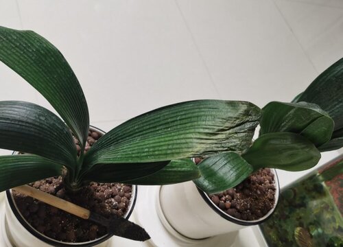 夏天怎么养君子兰降低致死率