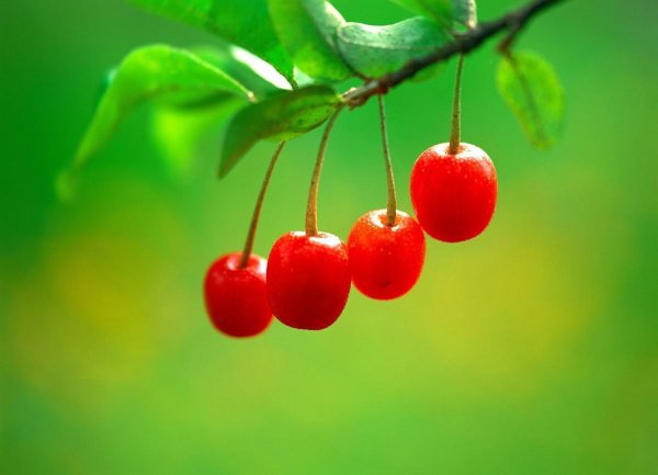 樱花树和樱桃树是一种树吗