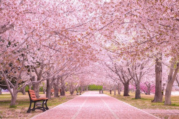 樱花树和樱桃树是一种树吗