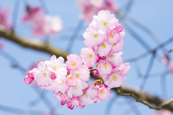 樱花树和樱桃树是一种树吗