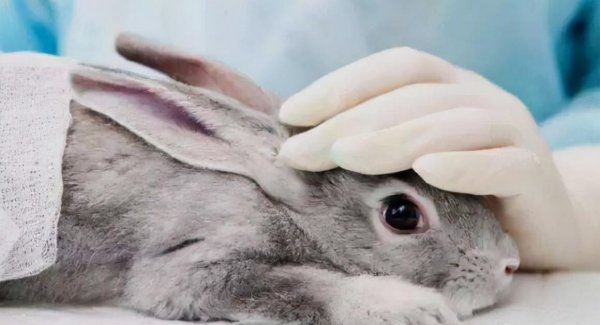 兔子讨厌主人什么表现出来