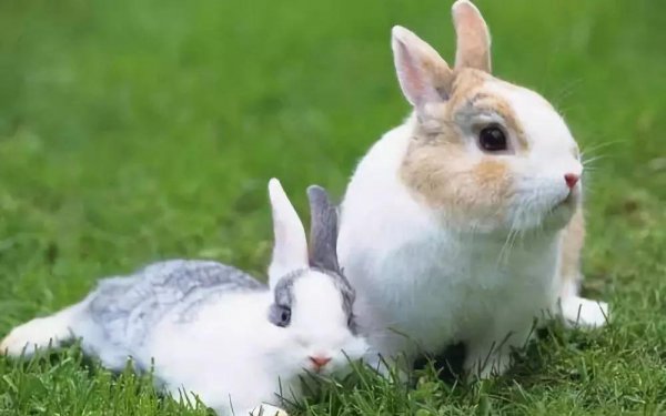 兔子讨厌主人什么表现出来