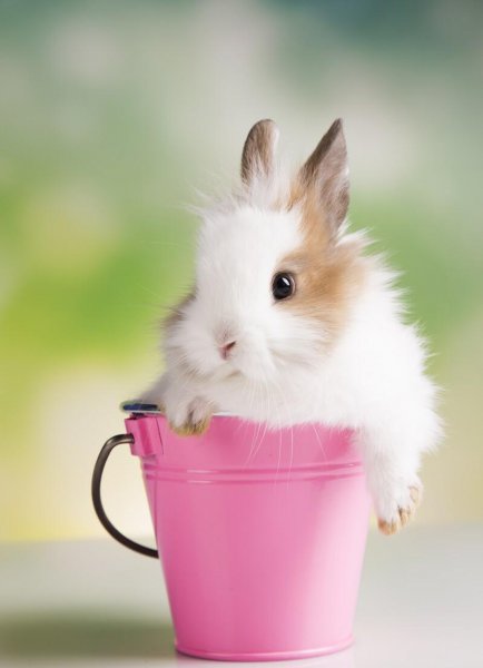 兔子讨厌主人什么表现出来