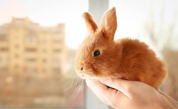 兔子讨厌主人什么表现出来