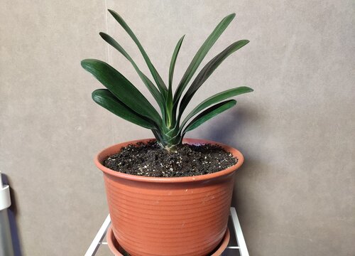 君子兰多少钱一盆