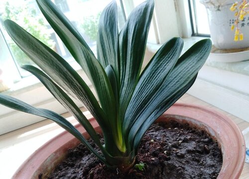 君子兰多少钱一盆