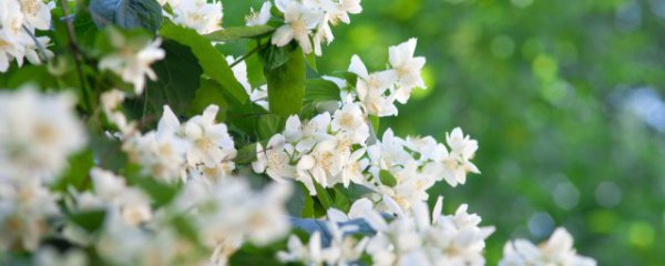 十二生肖适合养什么花