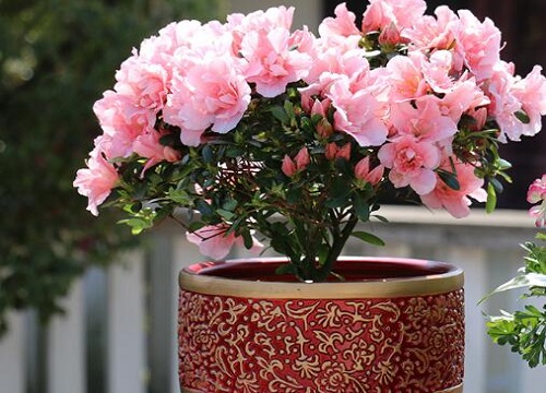 杜鹃花有几种颜色