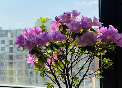 杜鹃花有几种颜色