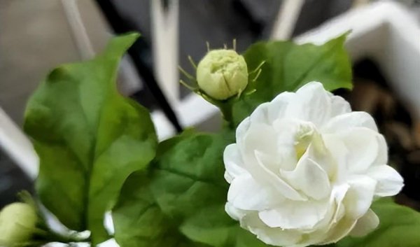 茉莉花可以晒太阳吗