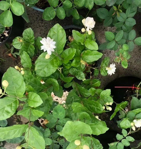 茉莉花可以晒太阳吗