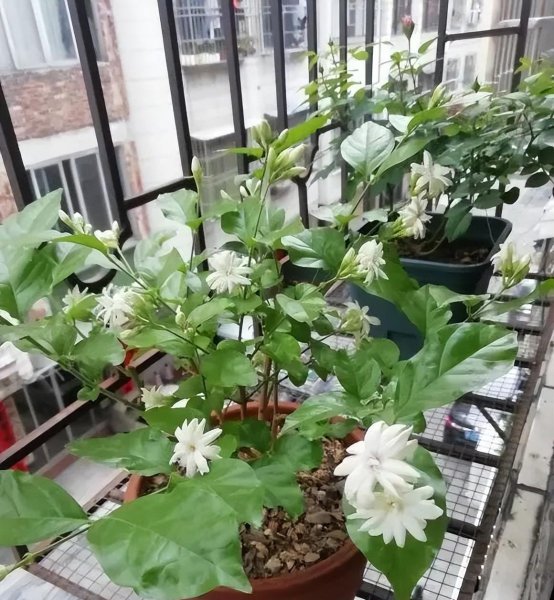 茉莉花可以晒太阳吗