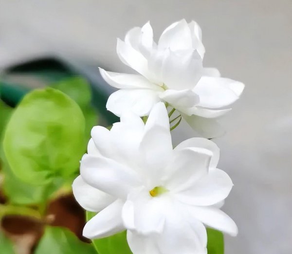 茉莉花可以晒太阳吗