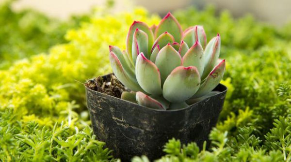 室外温度多少要把多肉移到室内