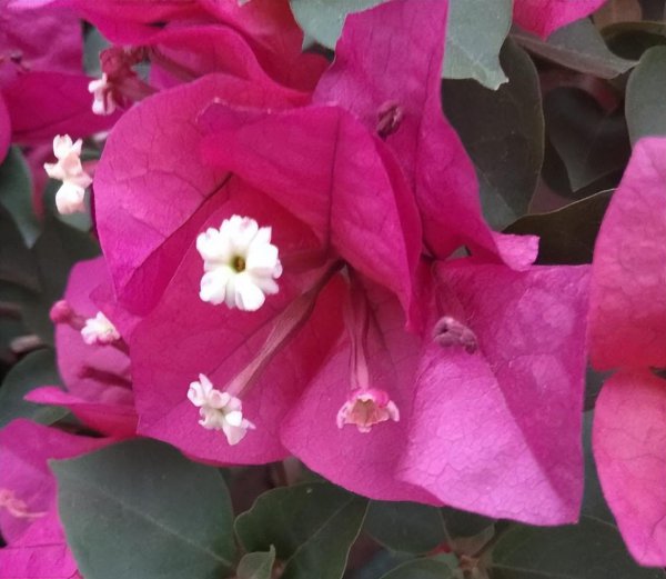 紫色的花有哪些及花名