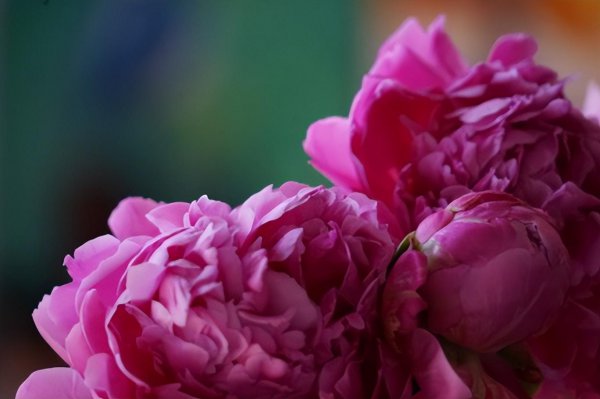 紫色的花有哪些及花名