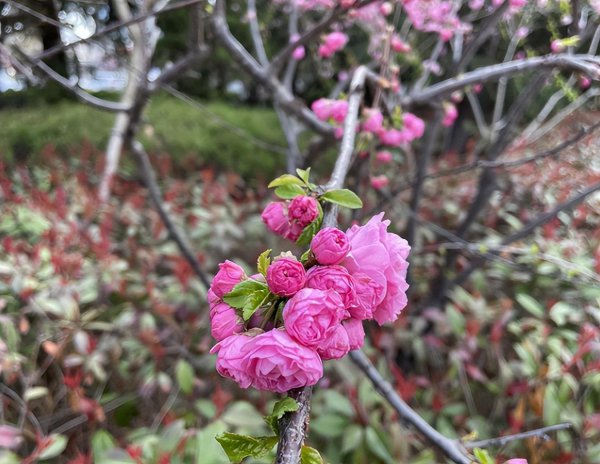 紫色的花有哪些及花名