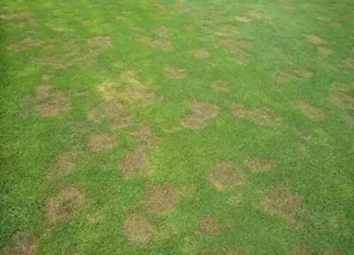 草坪炭疽病的发病原因及治疗方法