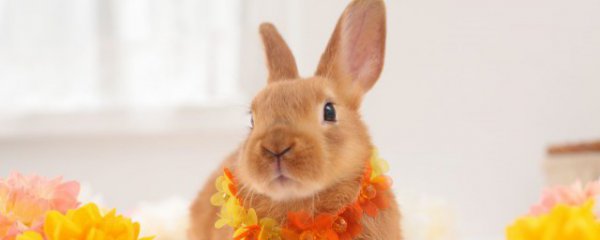 本命年兔年要佩戴什么生肖