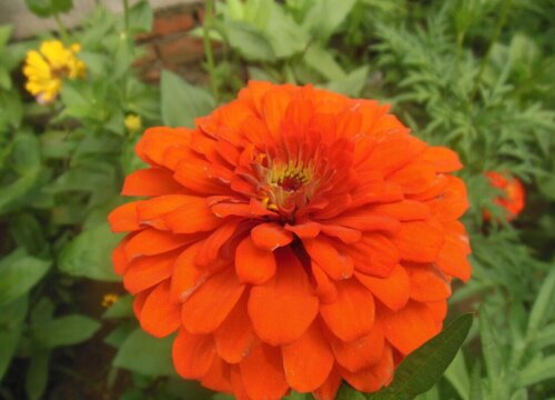 有什么花的花语是再见