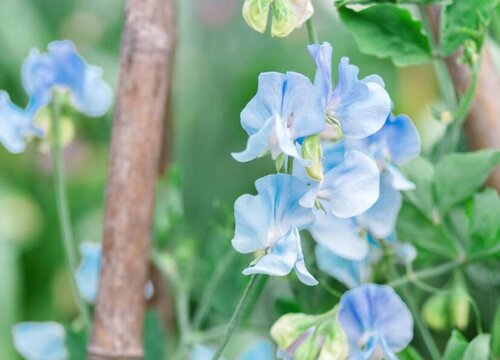 有什么花的花语是再见