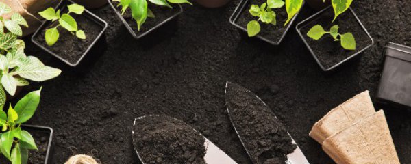 药材在家种植方法