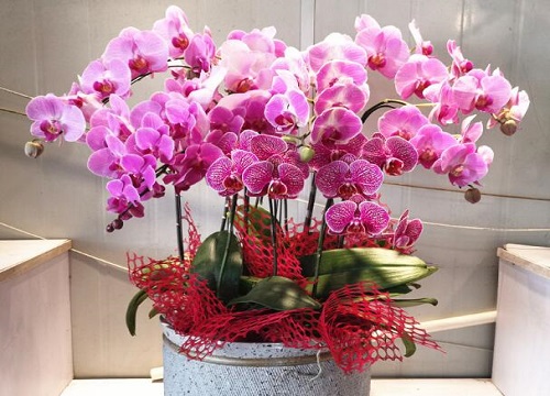 蝴蝶兰养护需要避开哪些问题