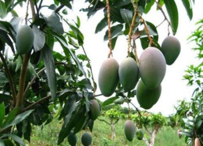 芒果适合生长地方 芒果是哪里产的水果