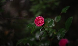 杜鹃花冬天怎么养才能养好 杜鹃花冬天怎么养才能安全过冬