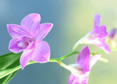 石斛能水培吗 石斛可以水培吗