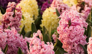 黄色风信子花语 各色风信子花语