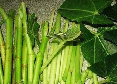 无花果树什么时候扦插最好 扦插最佳时间