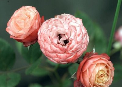 浪漫比克月季是藤本还是灌木 浪漫比克月季属于藤本还是灌木