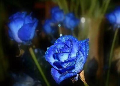 33朵蓝色妖姬的花语是什么意思 代表含义