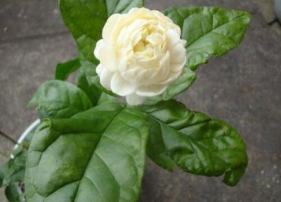 虎头茉莉几月份发芽 虎头茉莉什么时候出新芽开花