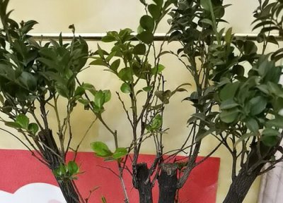 小叶紫檀盆景好养活吗 室内小叶紫檀盆景好养吗