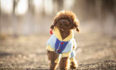 猛犬品种大全图片 世界最凶悍勇猛的十大犬种种类名字