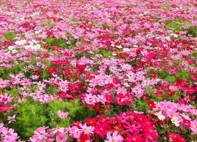 格桑花栽种步骤 格桑花怎么种植方法