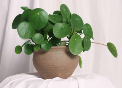 镜面草的风水作用 家里养风水好吗