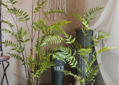 室内盆栽不用太阳光 不太需要阳光的室内盆栽有哪些